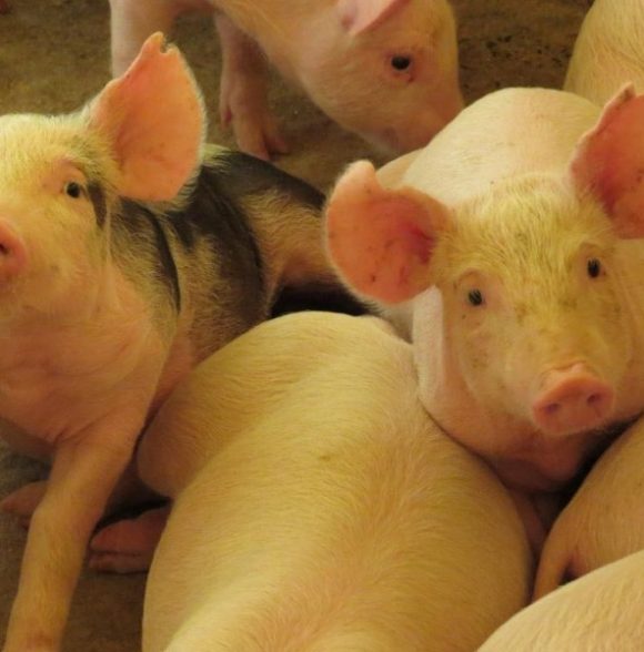 Santa Catarina amplia exportações de carne suína no primeiro trimestre de 2023