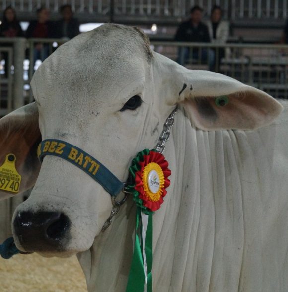 Há 29 anos, raça Brahman chegava em Santa Catarina; bovinos estarão na AgroPonte