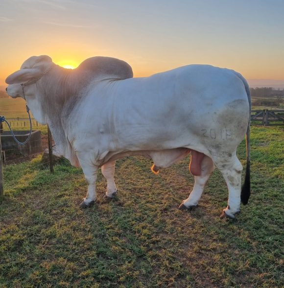 Raça Brahman: touro mais pesado do Brasil estará em exposição na AgroPonte