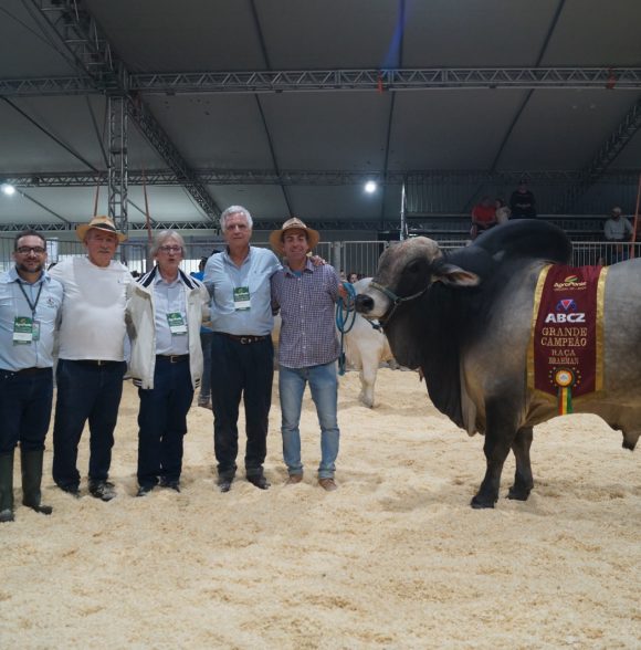 Julgamento da Raça Bovina Brahman: cabanha do Sul de SC se destaca e recebe 12 premiações na AgroPonte