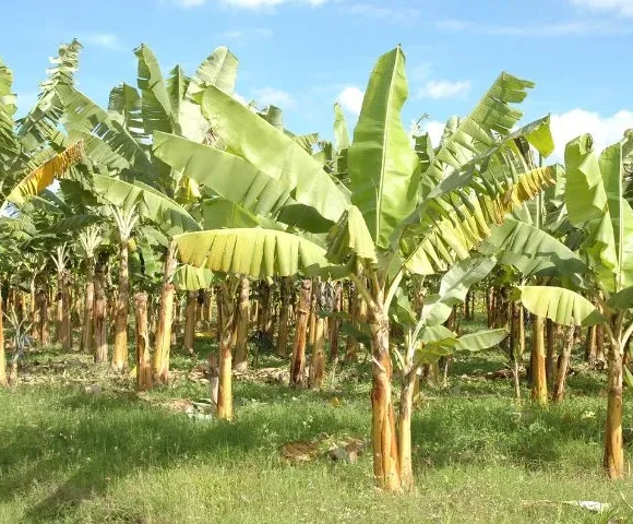 Aplicativo da Epagri apoia bananicultores do Sul catarinense no controle da sigatoka amarela