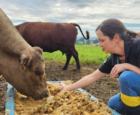 Epagri de Lages estuda o uso do bagaço da maçã na pecuária de corte