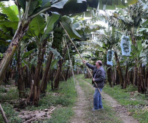 Software da Epagri facilita adubação de bananais