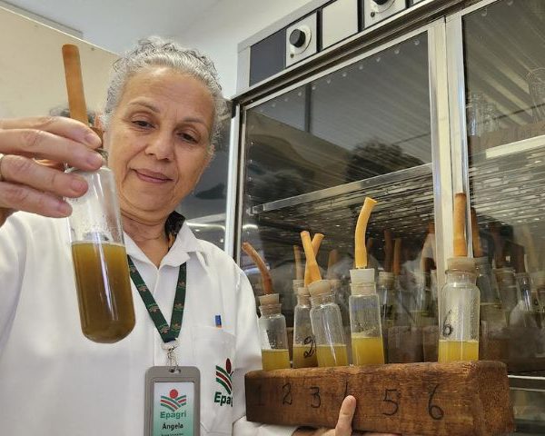 bagaco da maca pecuaria de corte