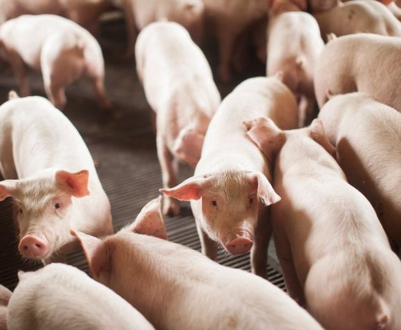 Com embarque de 55,7 mil toneladas de carne suína, SC bate recorde em janeiro