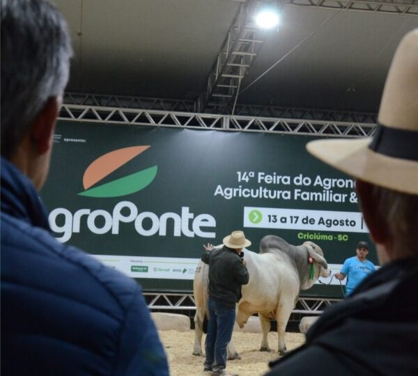 Excelente genética ubica a animales de la Feria AgroPonte entre los platos fuertes de la ganadería nacionalnal 6 Arena de Julgamentos da Feira AgroPonte Foto Traquejo Comunicacao Grande