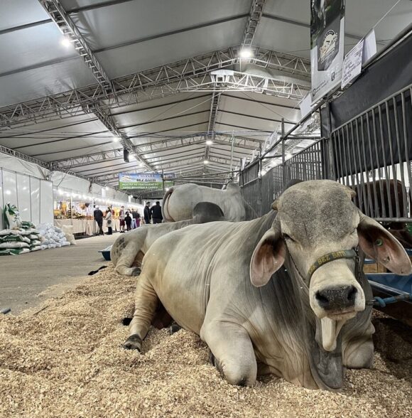 Sanidade animal é prioridade na Feira AgroPonte e garante segurança para visitantes e expositores