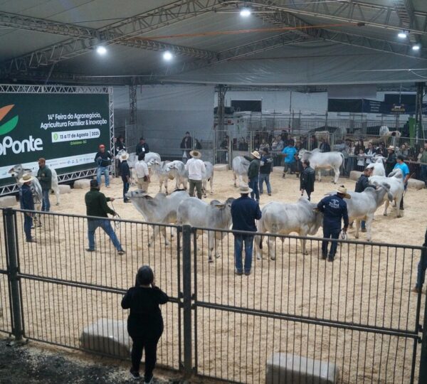 Excelente genética ubica a animales de la Feria AgroPonte entre los platos fuertes de la ganadería nacional Julgamento Feira AgroPonte Foto Traquejo Comunicacao Grande 1