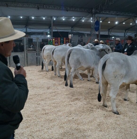 Genética de excelência coloca animais da Feira AgroPonte entre os destaques da pecuária nacional