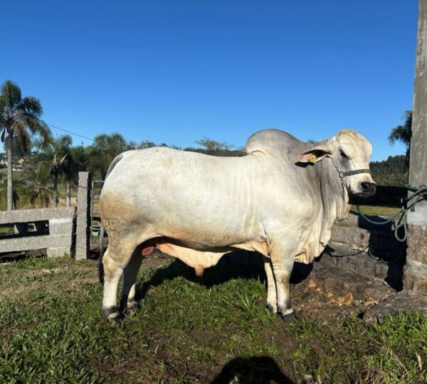 Excelente genética ubica a animales de la Feria AgroPonte entre los platos fuertes de la ganadería nacionalonal 3 WhatsApp Image 2026 07 08 at 09.55.45