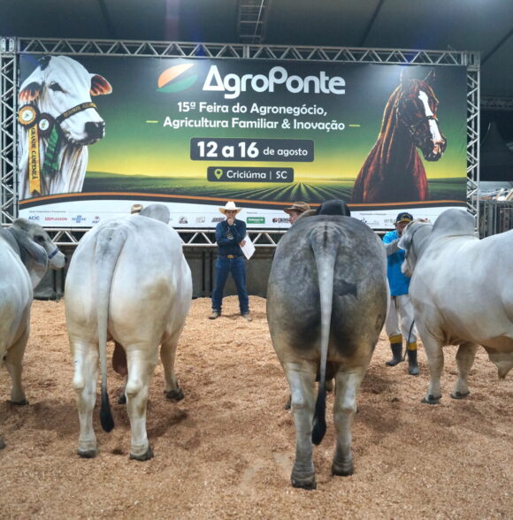 Feira AgroPonte reúne animais de alto padrão nos julgamentos de Nelore e Brahman