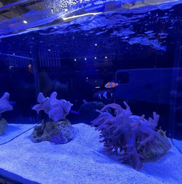 Nemo é uma das atrações do estande da Aquarismo na Feira AgroPonte