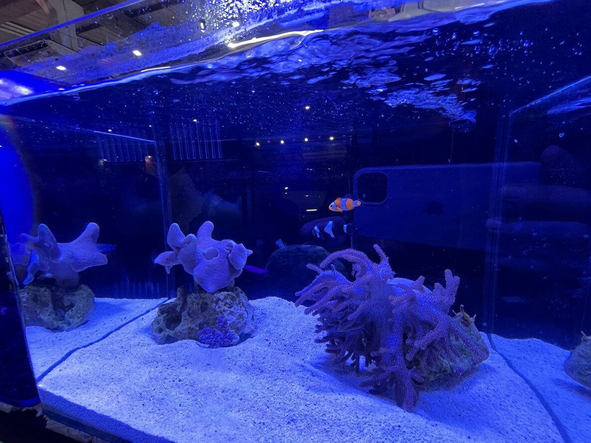 Nemo e uma das atracoes do estande da Aquarismo na Feira AgroPonte 1