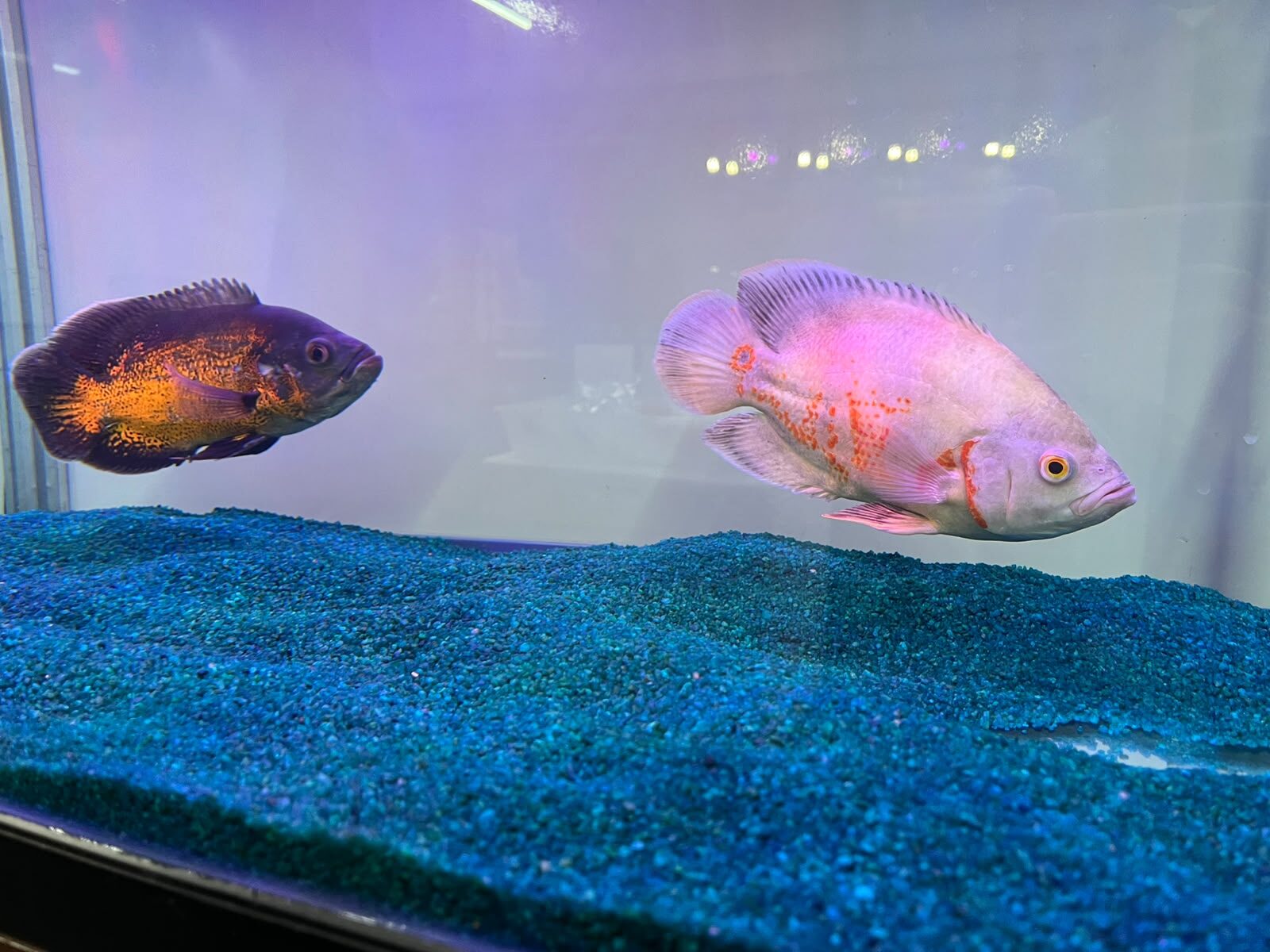 Nemo e uma das atracoes do estande da Aquarismo na Feira AgroPonte 2