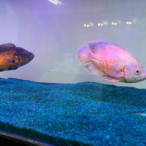 Nemo is one of the attractions at the Aquarismo stand at the AgroPonte Fair (2)
