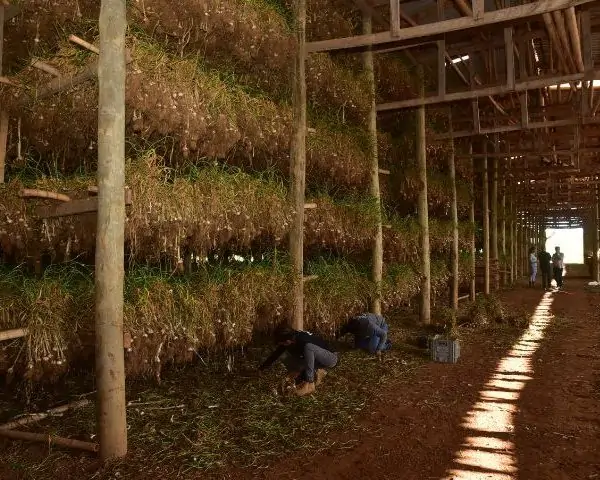 Entidades unidas para conquistar Indicação Geográfica do Alho Roxo do Planalto Catarinense 2 alho roxo 7