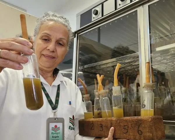 Epagri de Lages estuda o uso do bagaço da maçã na pecuária de corte 2 bagaco da maca pecuaria de corte
