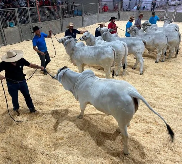 Feira AgroPonte 2025 apresenta atividades paralelas voltadas ao fortalecimento do setor agropecuário 3 AgroPonte8