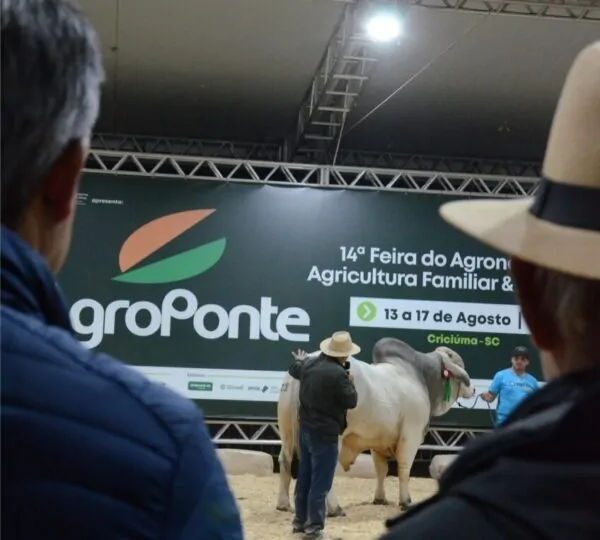 Genética de excelência coloca animais da Feira AgroPonte entre os destaques da pecuária nacional 6 Arena de Julgamentos da Feira AgroPonte Foto Traquejo Comunicacao Grande