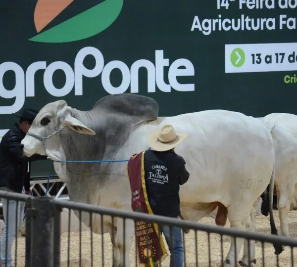 Sanidade animal é prioridade na Feira AgroPonte e garante segurança para visitantes e expositores 2 Foto Traquejo Comunicacao 31