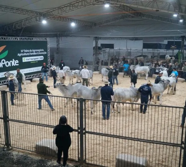 Genética de excelência coloca animais da Feira AgroPonte entre os destaques da pecuária nacional 2 Julgamento Feira AgroPonte Foto Traquejo Comunicacao Grande 1