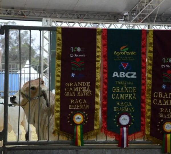 Genética de excelência coloca animais da Feira AgroPonte entre os destaques da pecuária nacional 5 Julgamentos Feira AgroPonte Foto Traquejo Comunicacao Grande